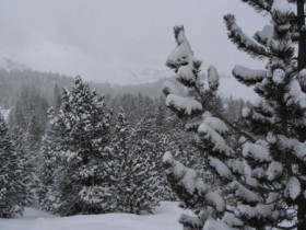 A favourite sight, snowy trees and powder 13/03