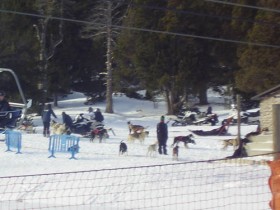 Grau dog sledging
