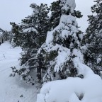 Snow covered trees from Xavi chairlift